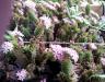 Crassula Coccinea  in fiore di Anelisa.jpg